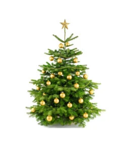 Nordmann-Tanne, Ca. 100-150 Cm, Gesägt 7 Nordmann-Tanne, Ca. 100-150 Cm, Gesägt -Gartenbedarf Kollektion 8996480 BildFS 004 AbiesNordmannStandard