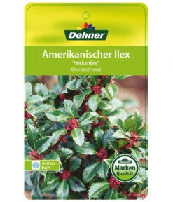 Stechpalme 'Heckenfee' -Gartenbedarf Kollektion AmerikanischerIlexHeckenfee Etikett 1
