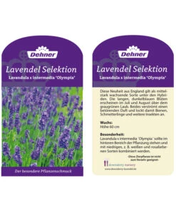 Lavendel 'Olympia' -Gartenbedarf Kollektion LavendelOlympia