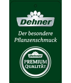 Schmetterlingsorchidee - Phalaenopsis Cultivars 'Umbrella', Verschiedene Sorten -Gartenbedarf Kollektion PremiumPhalaenopsis Phala 04052016 1