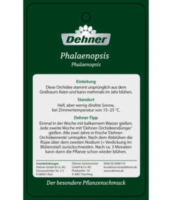 Schmetterlingsorchidee - Phalaenopsis Cultivars 'Umbrella', Verschiedene Sorten -Gartenbedarf Kollektion PremiumPhalaenopsis Phala 04052016 2