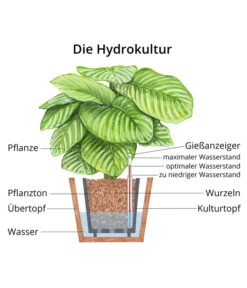 Ausgewählte Produkte -Gartenbedarf Kollektion WE MO Hydrokultur Hydropflanze Grafik 1